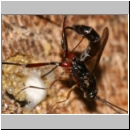 Poemenia notata - Schupfwespe 02e 14mm am Nest der Passaloecus sp-fdet03.jpg